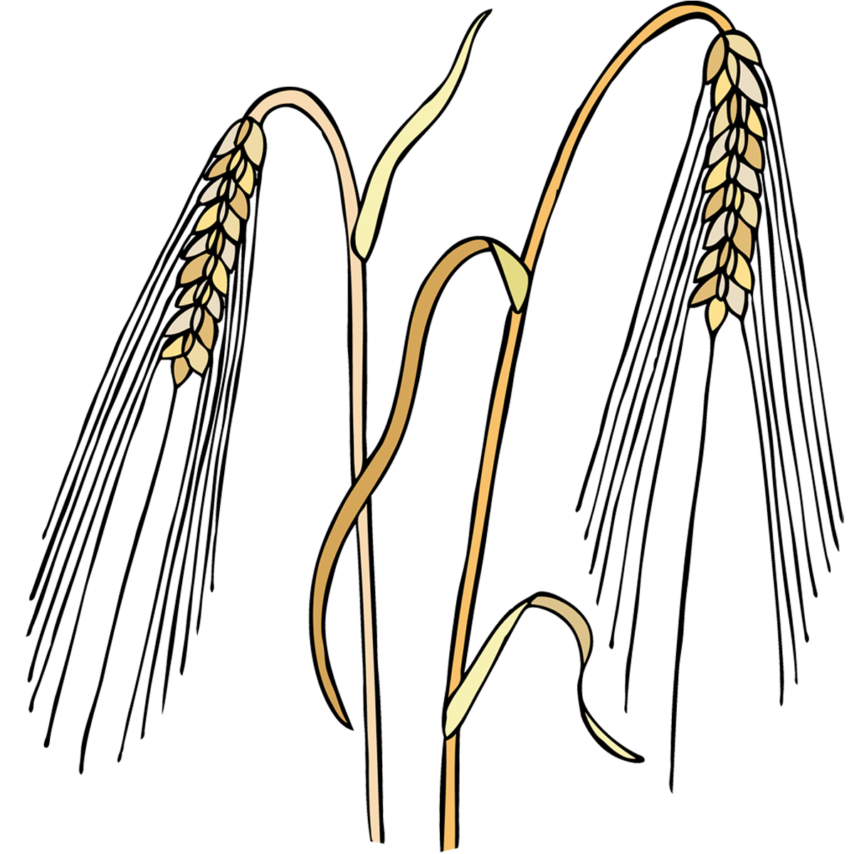 Barley