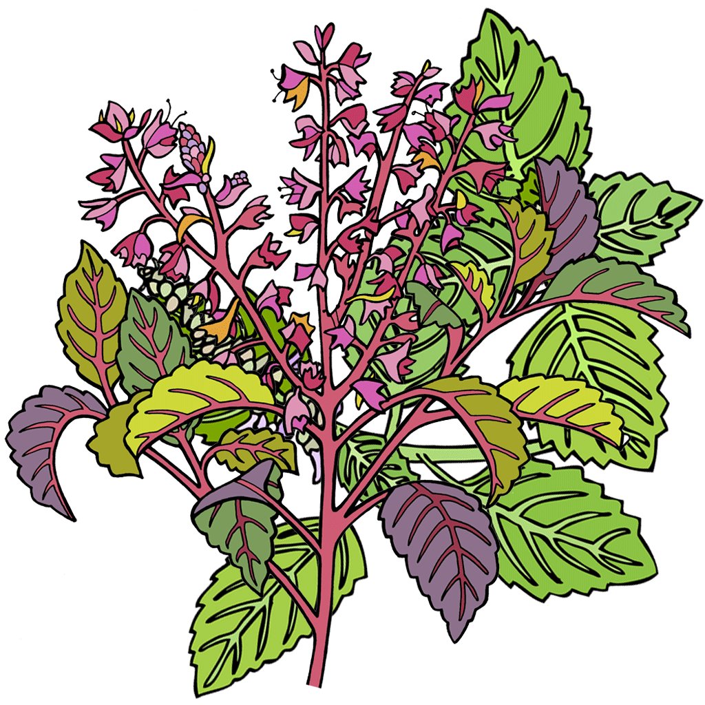 Holy Basil