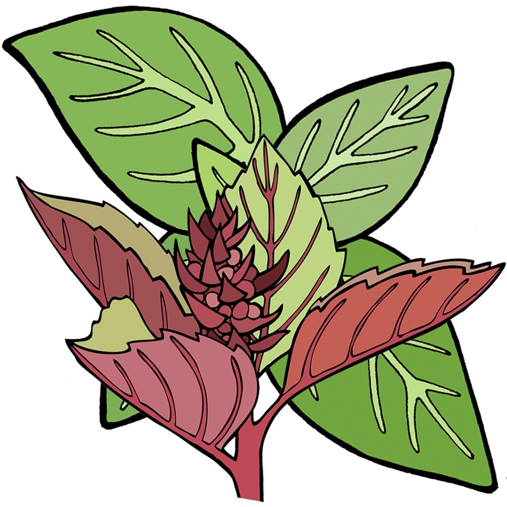 Basil