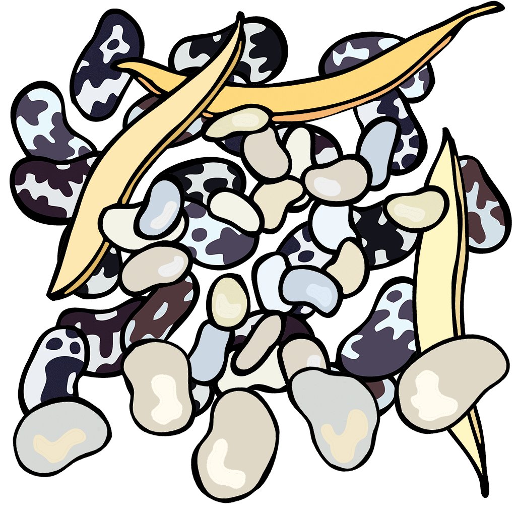 Beans, Bush / Pole / Snap