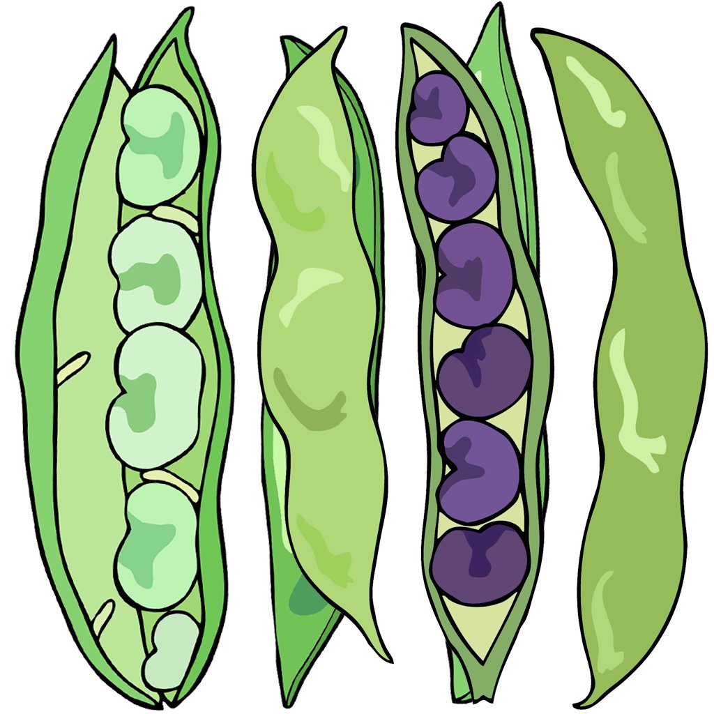 Beans, Fava