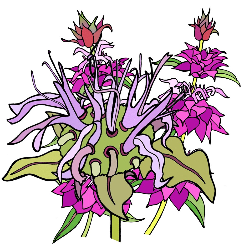 Bee Balm