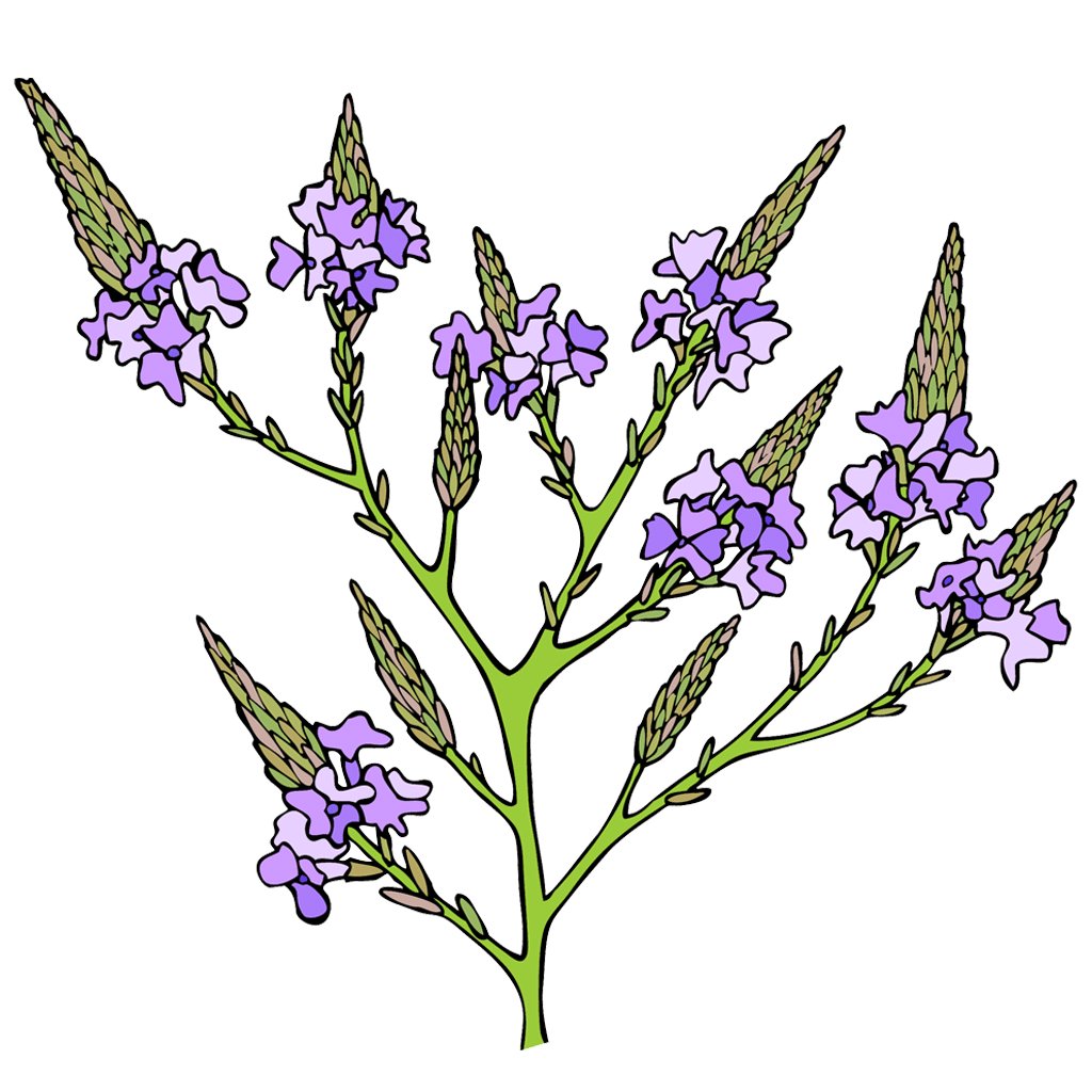 Vervain