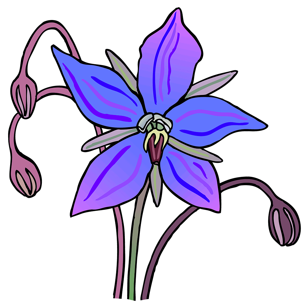 Borage