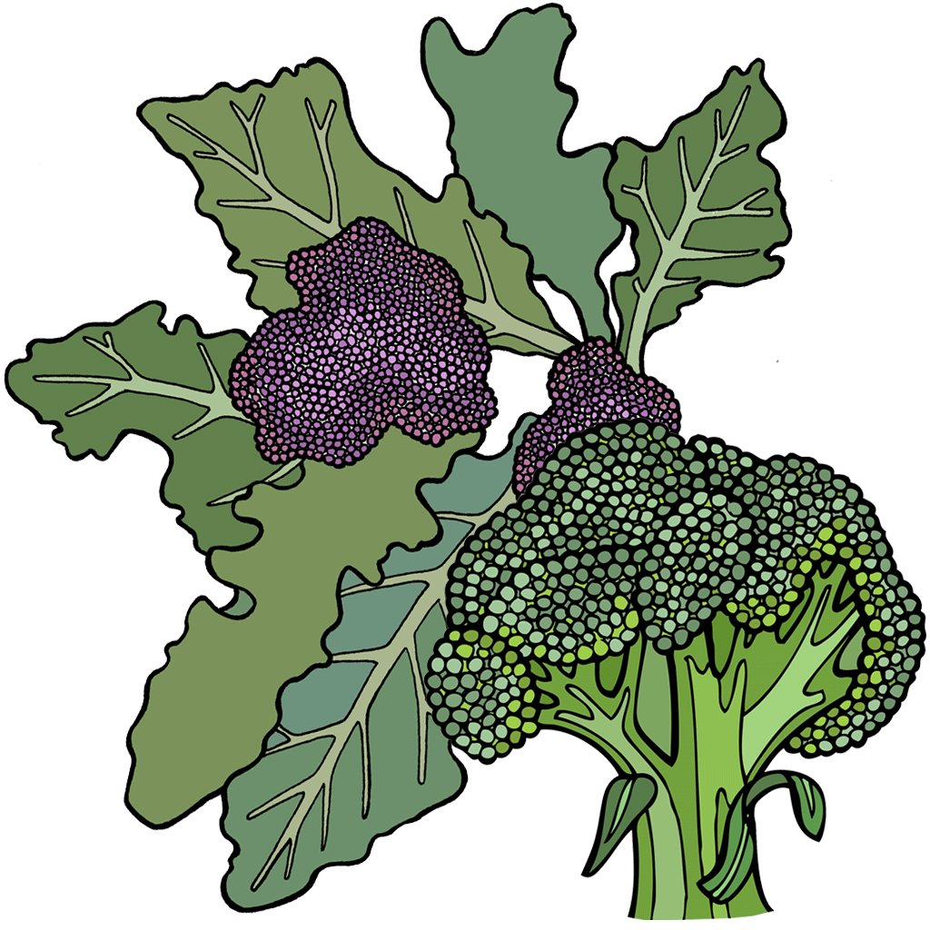 Broccoli