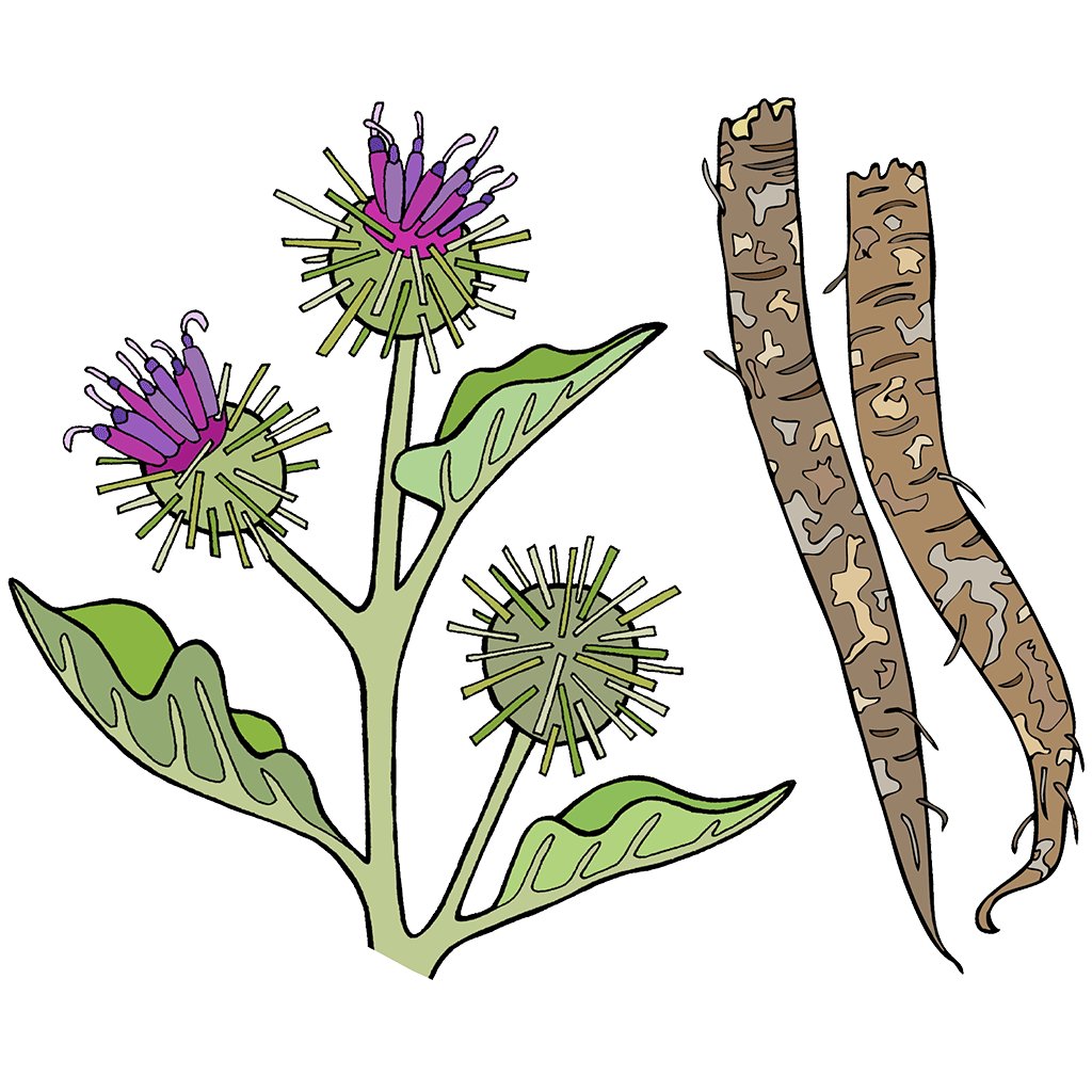 Burdock Root