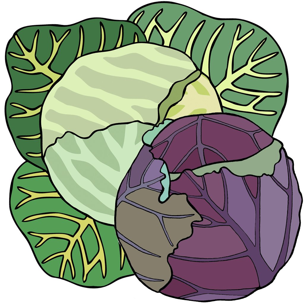 Cabbage