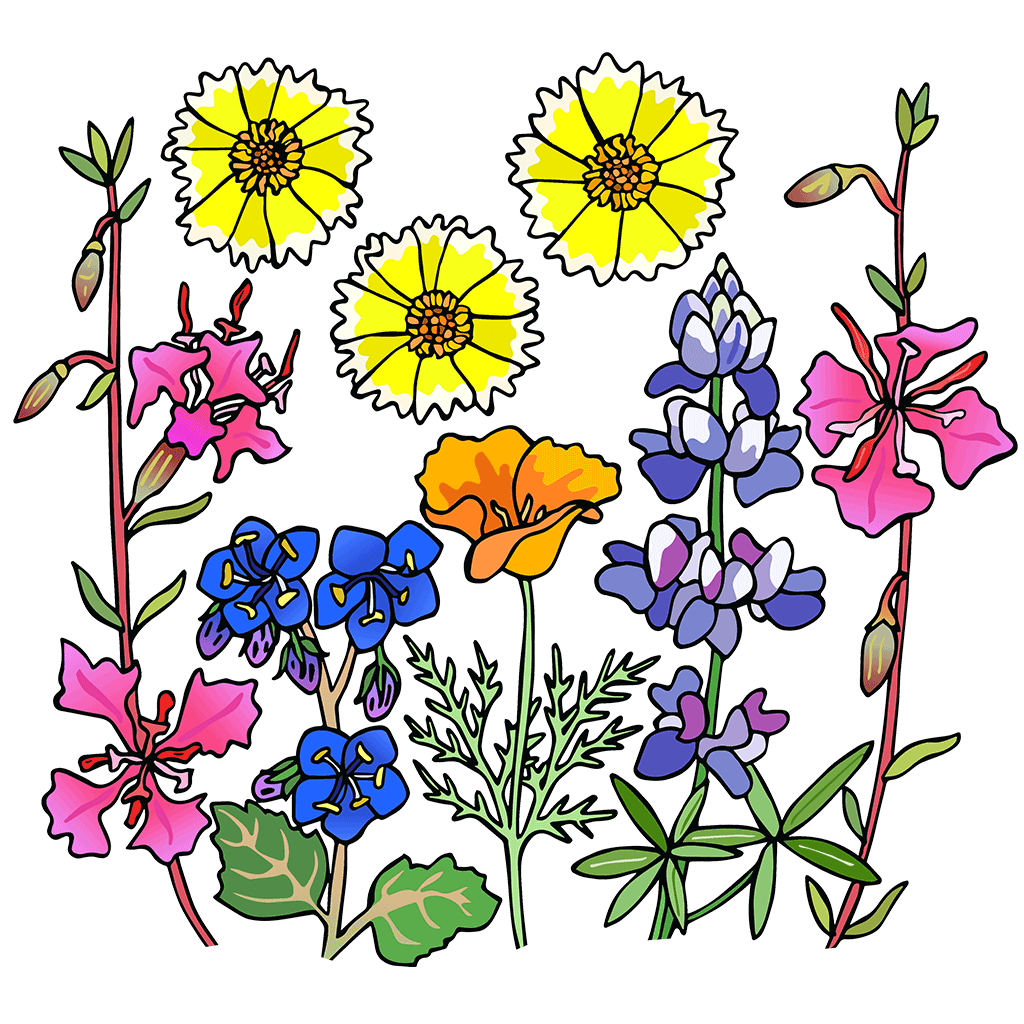 Wildflower Blends