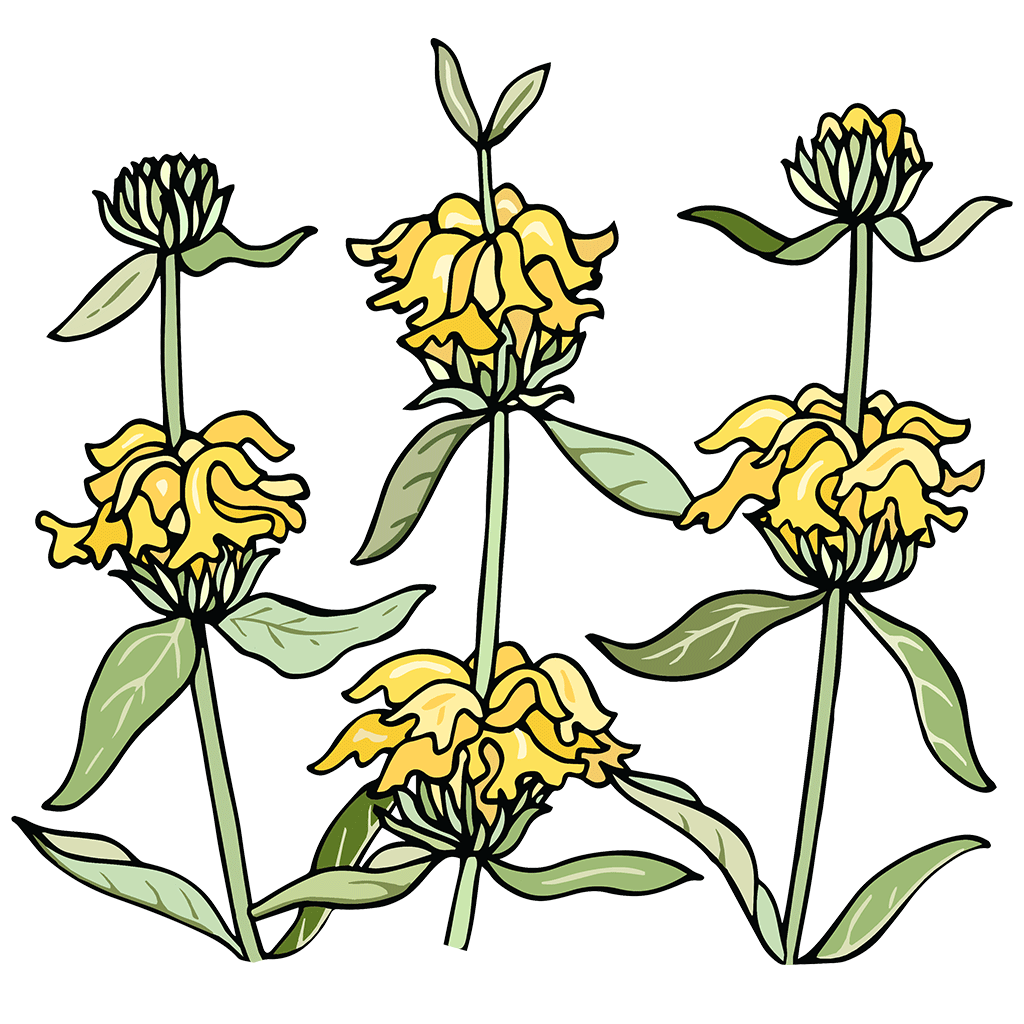 Jerusalem Sage