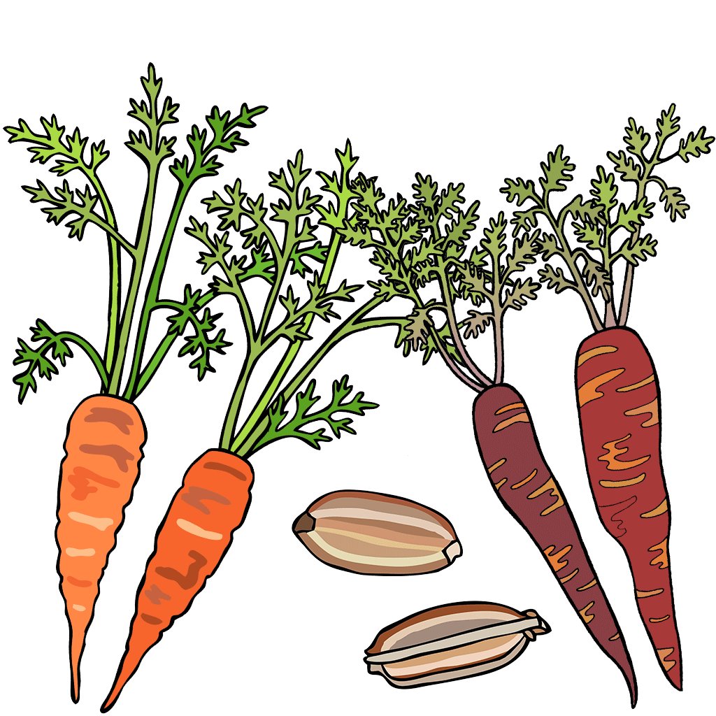 Carrots
