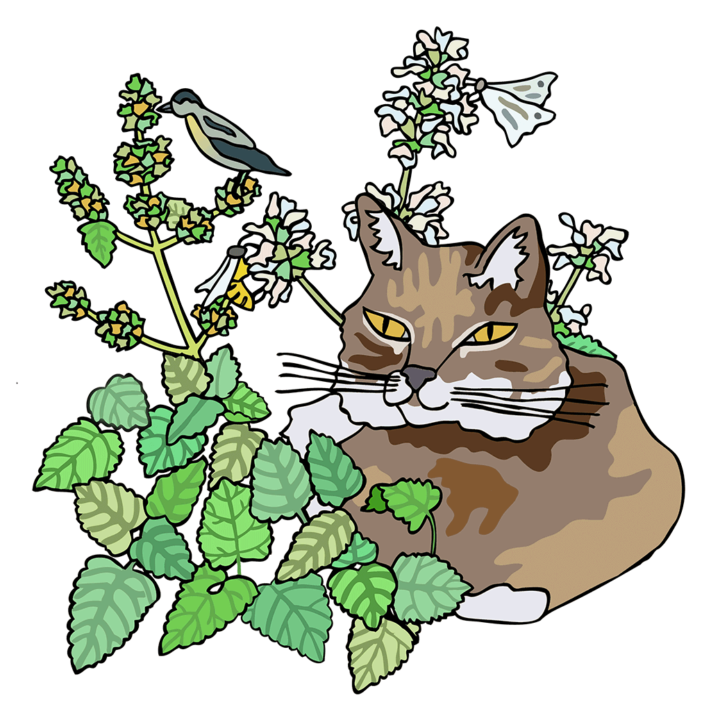 Catnip / Catmint