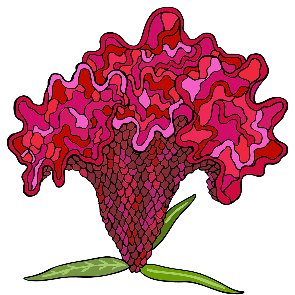 Celosia