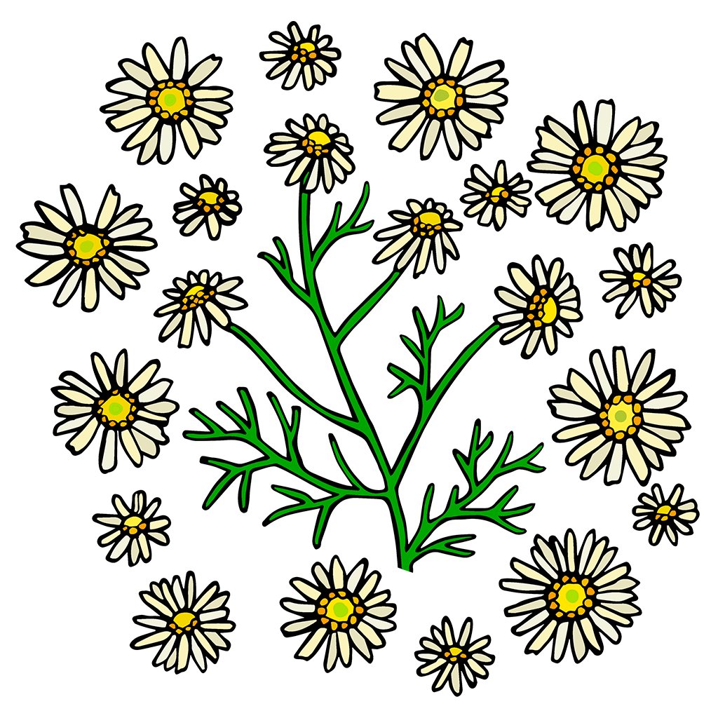 Chamomile