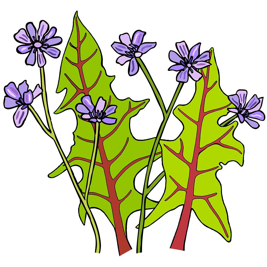 Chicory