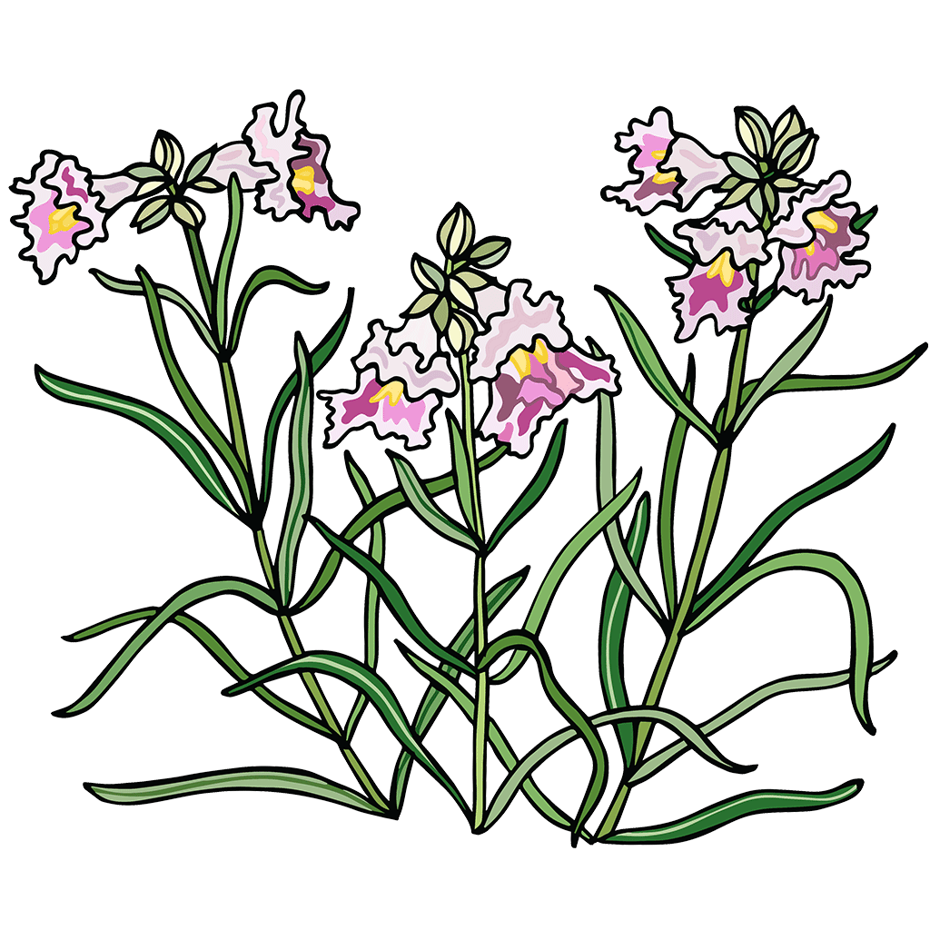 Chilopsis / Desert Willow