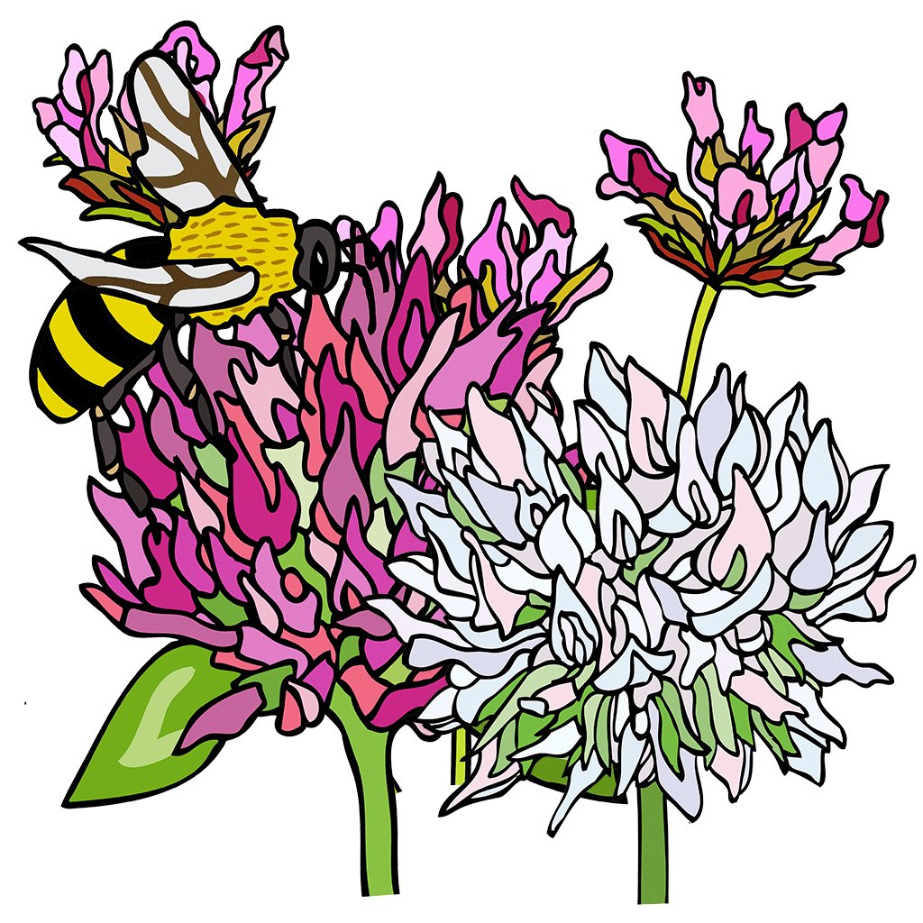 Clover
