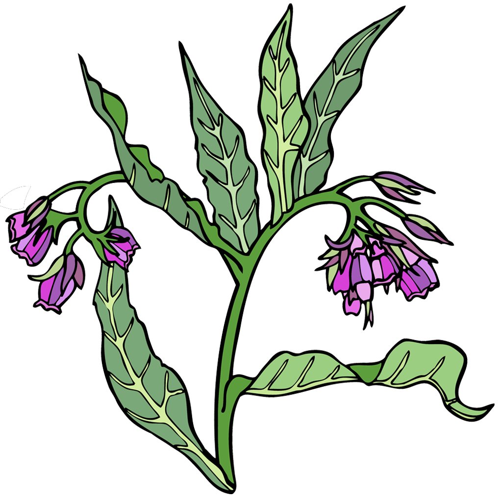 Comfrey