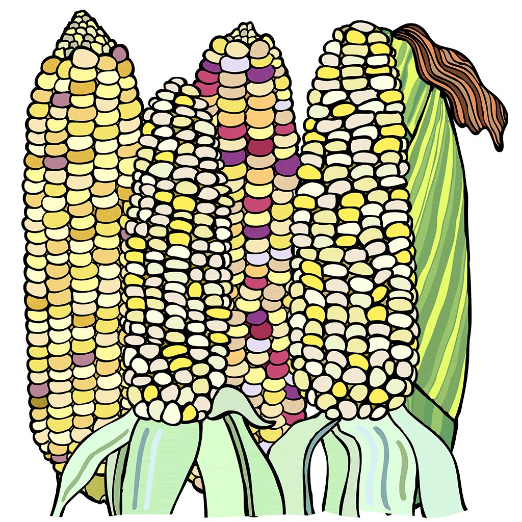 Corn