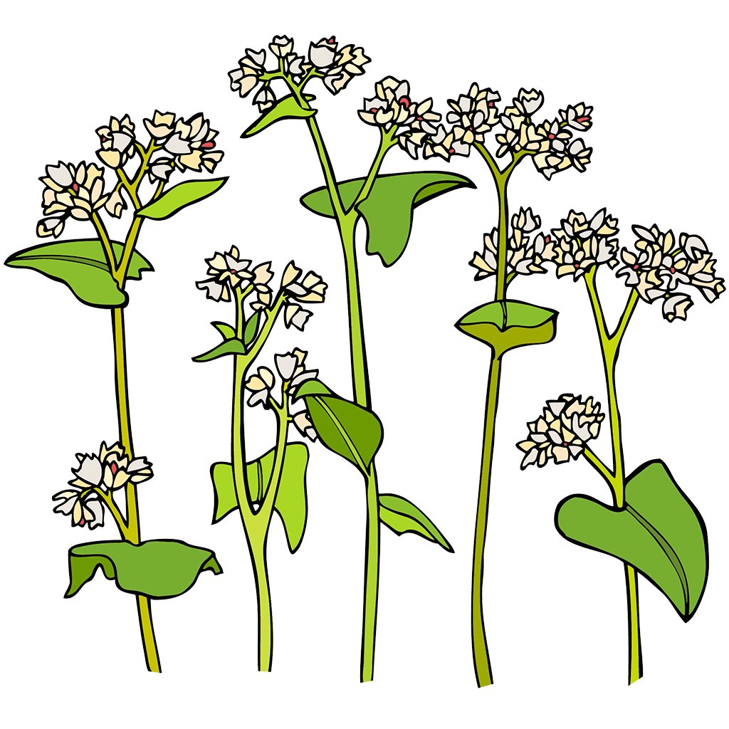 Buckwheat