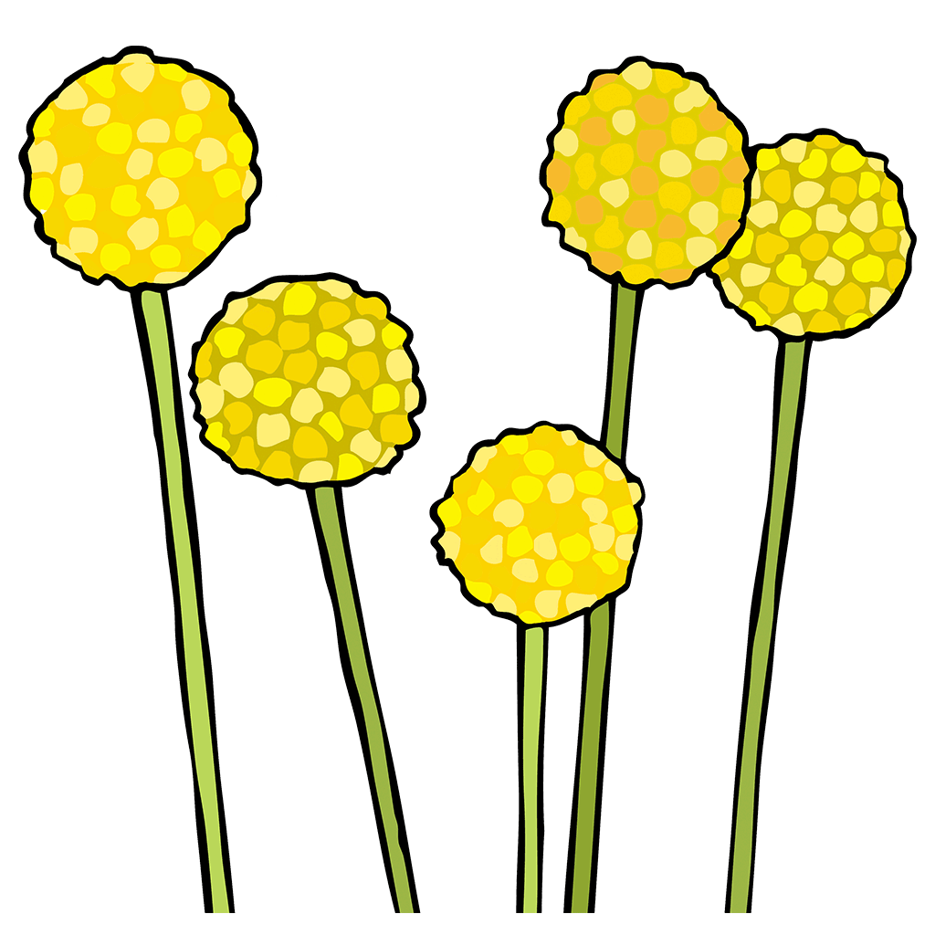 Craspedia / Sun Ball