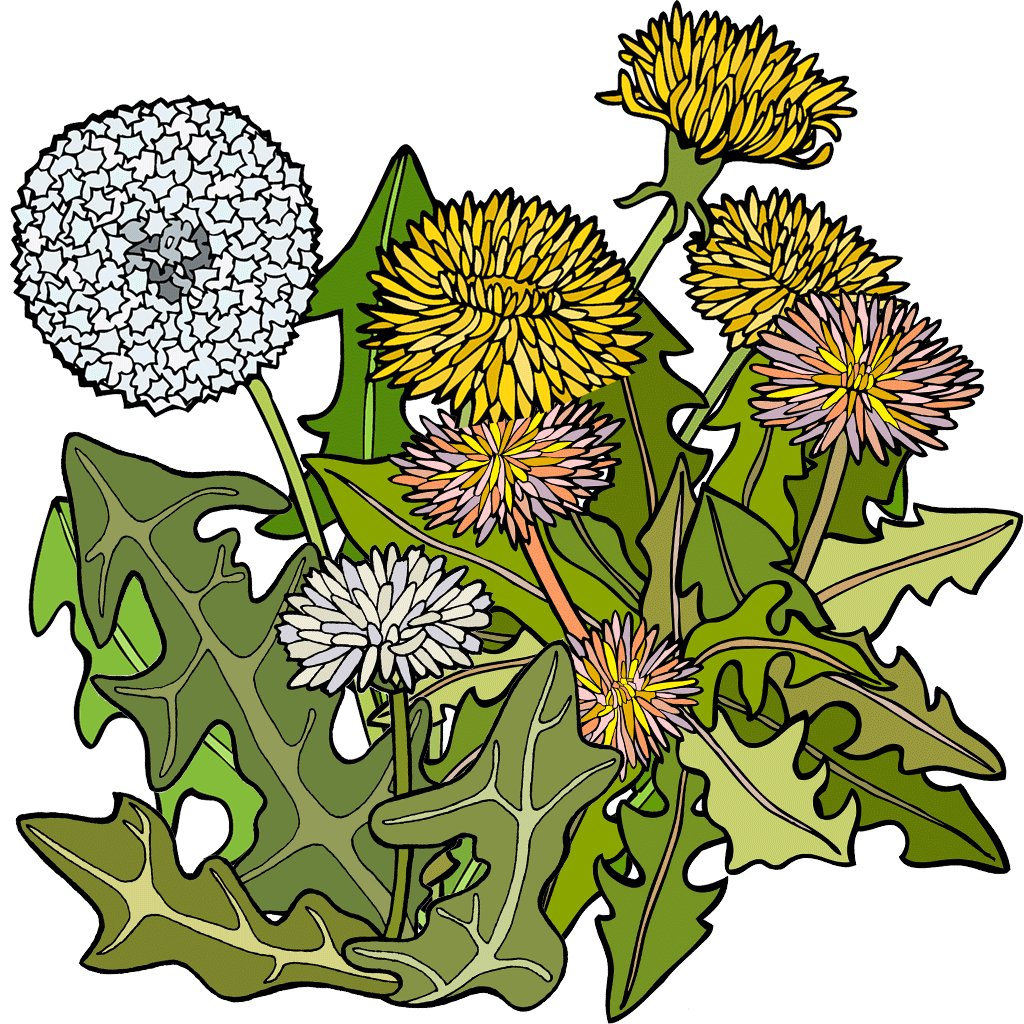 Dandelion