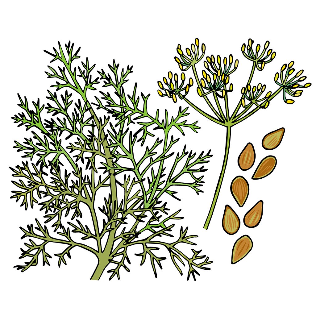 Dill