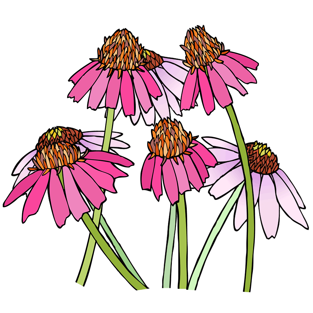 Echinacea