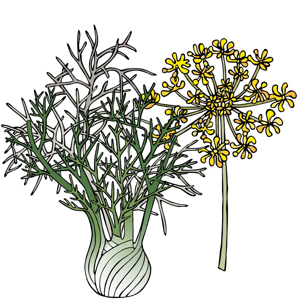 Fennel