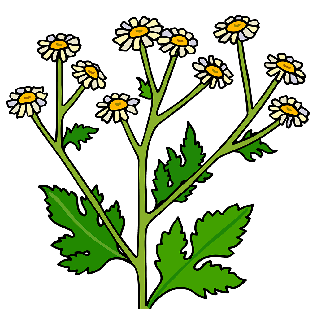 Feverfew
