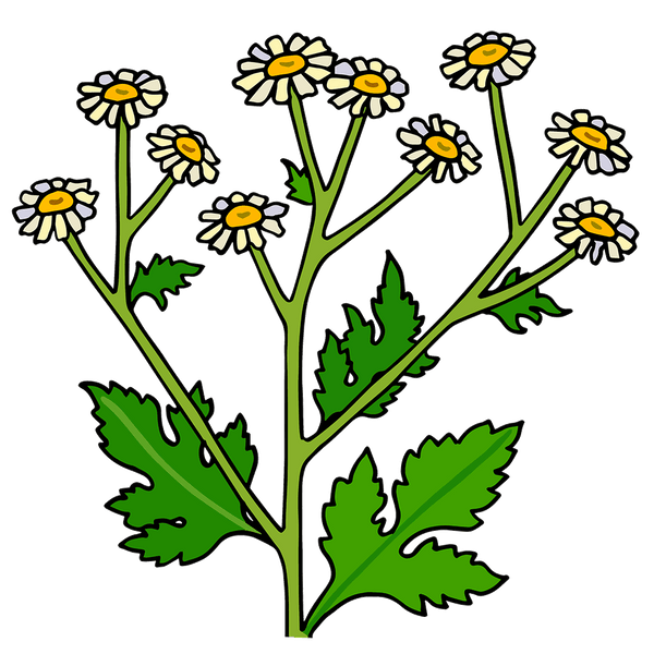 Feverfew The Plant Good Seed Company feverfew-the-plant-good-seed-company