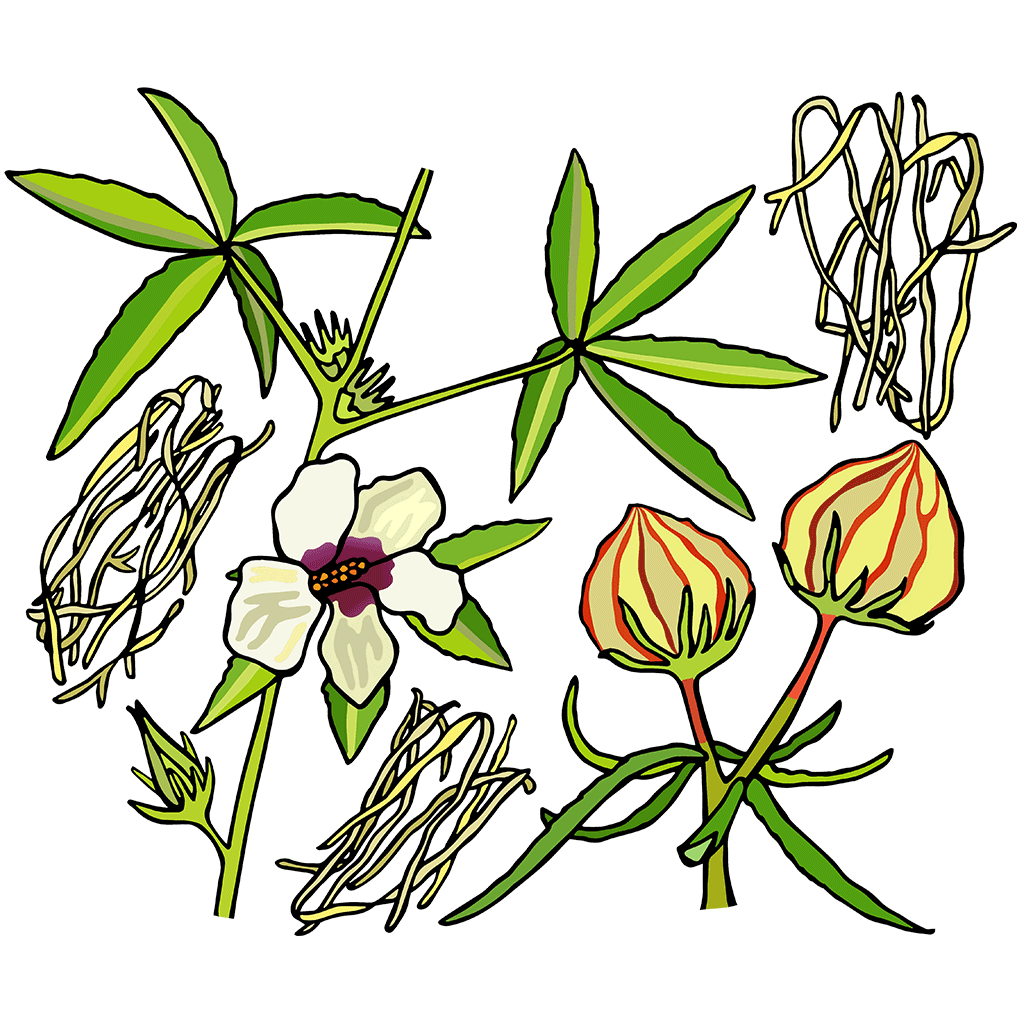 Flower-of-an-Hour