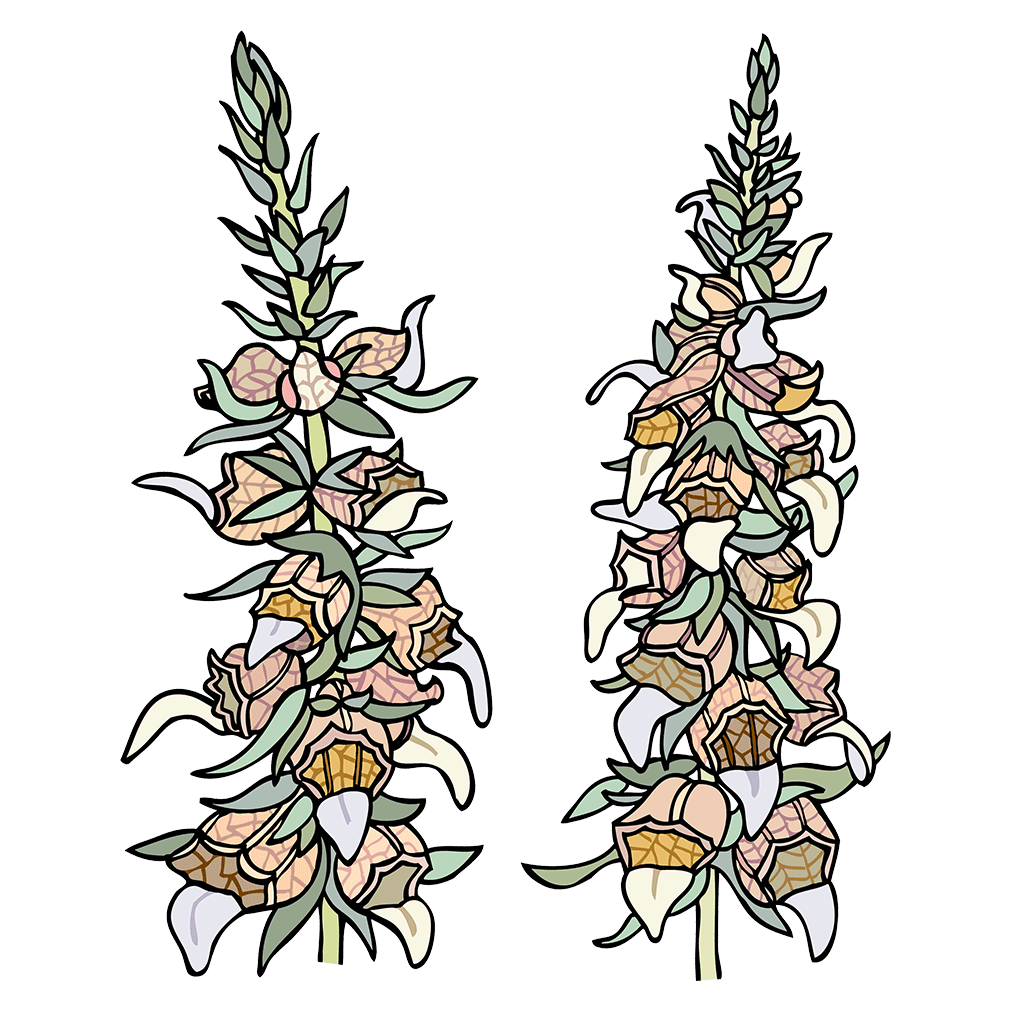 Foxglove