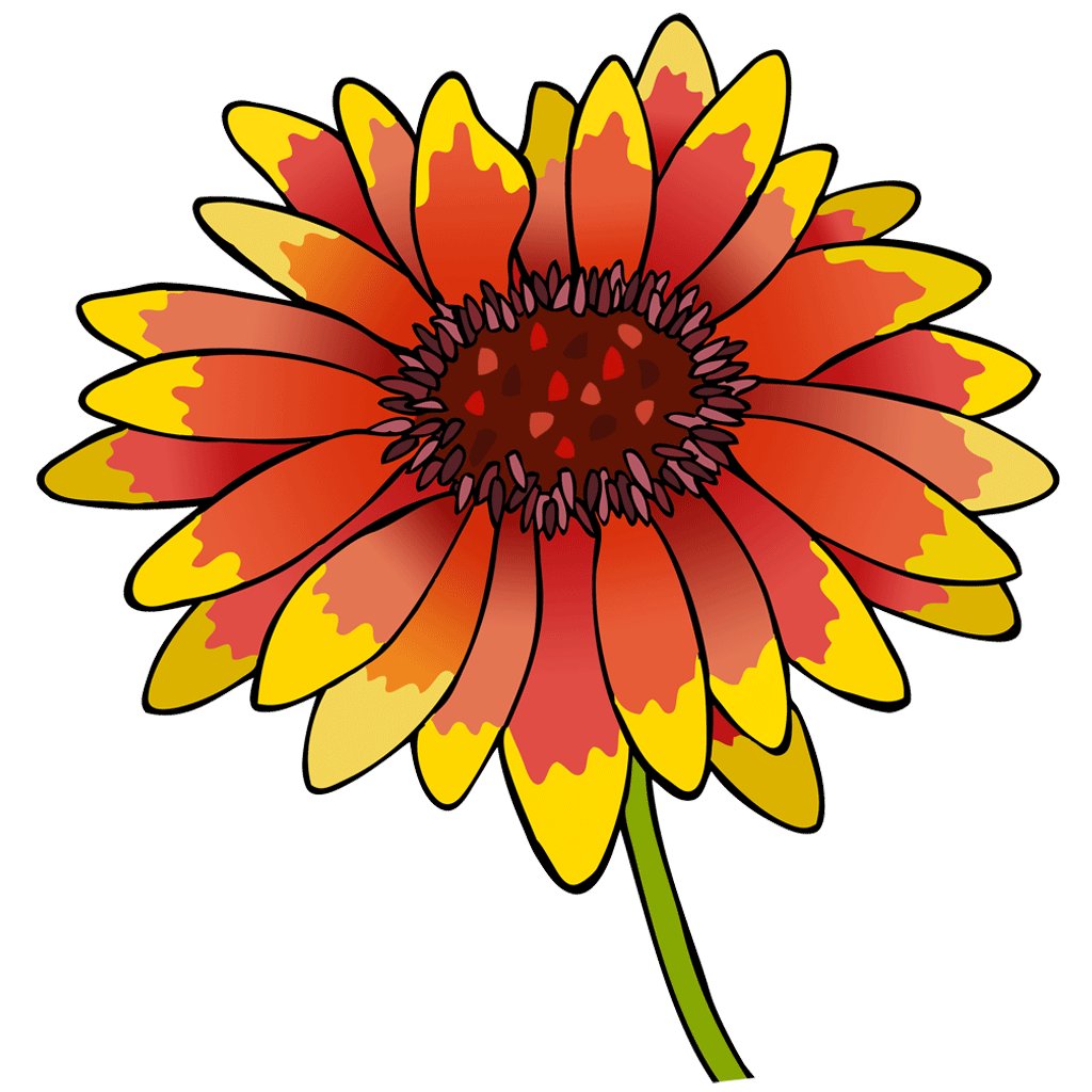 Gaillardia