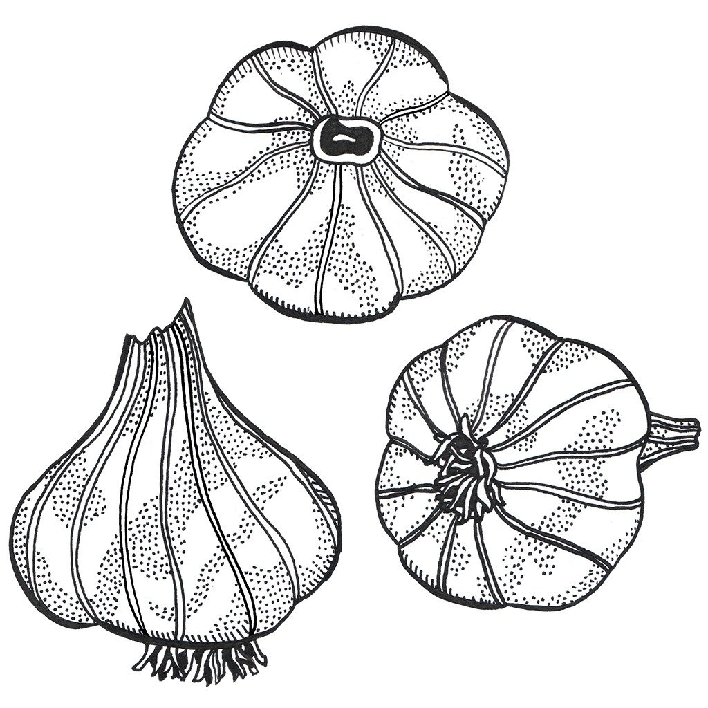Garlic