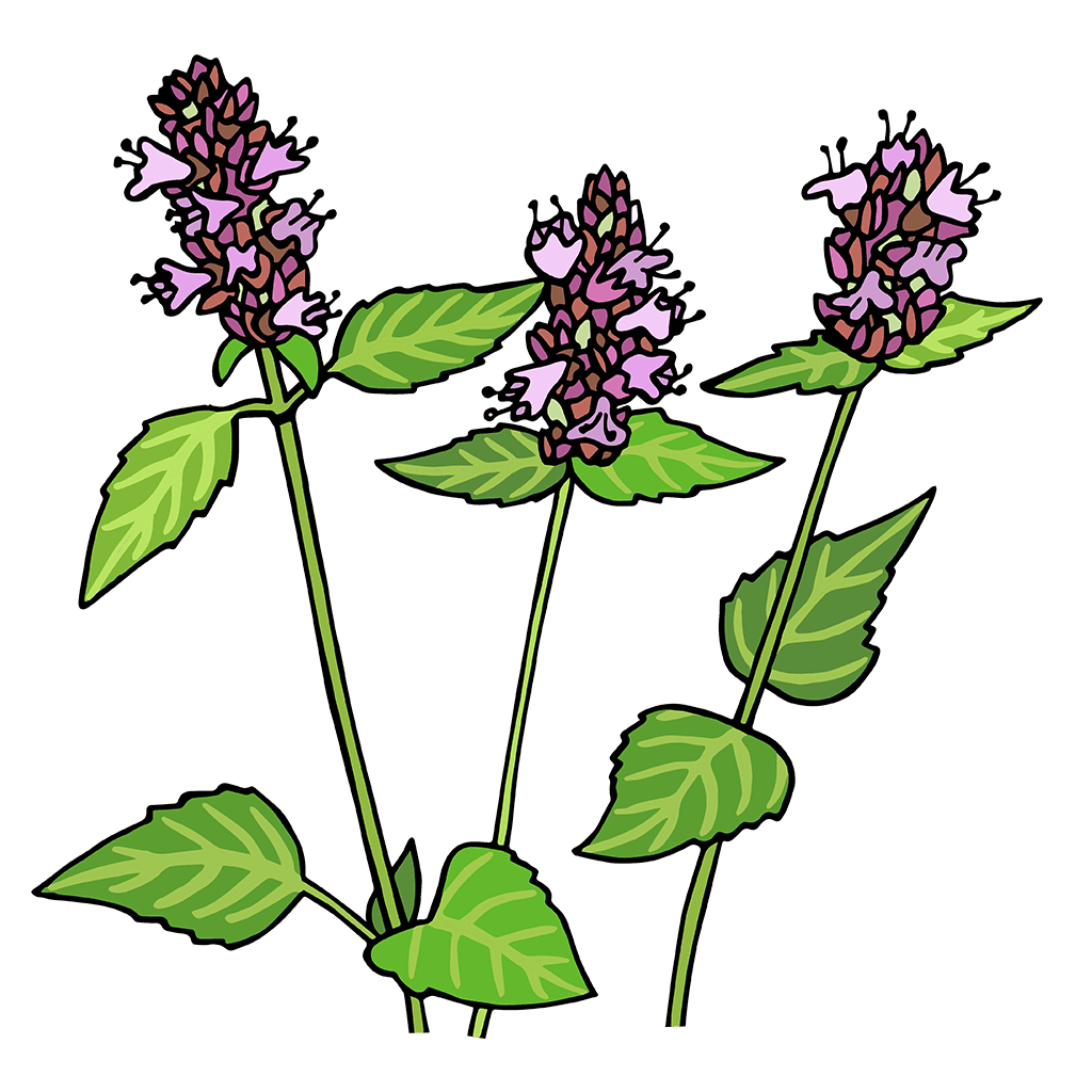 Giant Hyssop