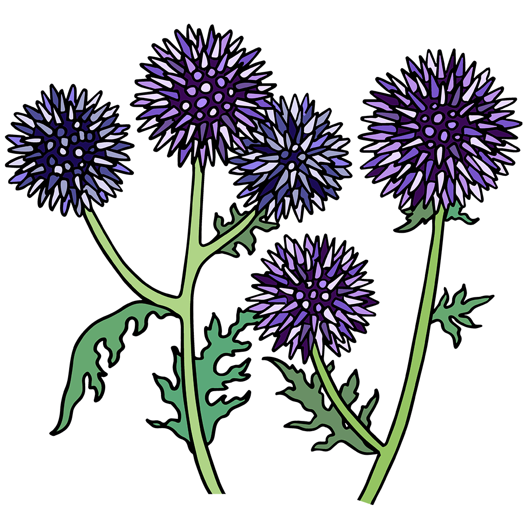 Globe Thistle (Echinops)