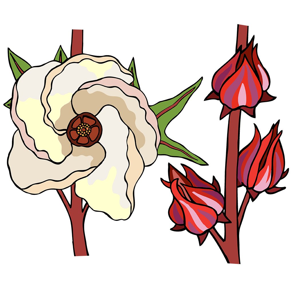 Hibiscus