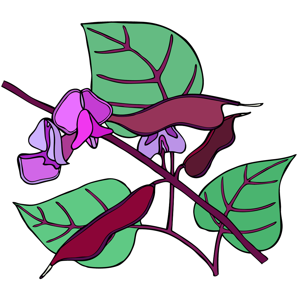 Bean, Hyacinth