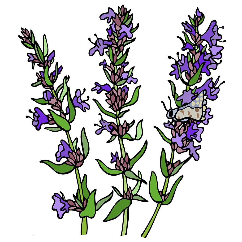 Hyssop