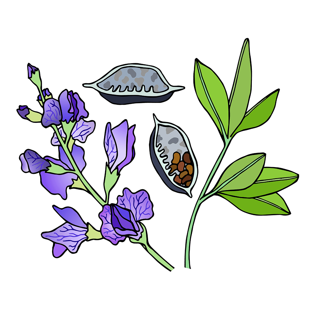 Indigo