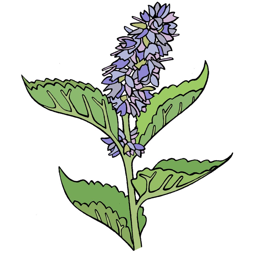 Korean Licorice Mint