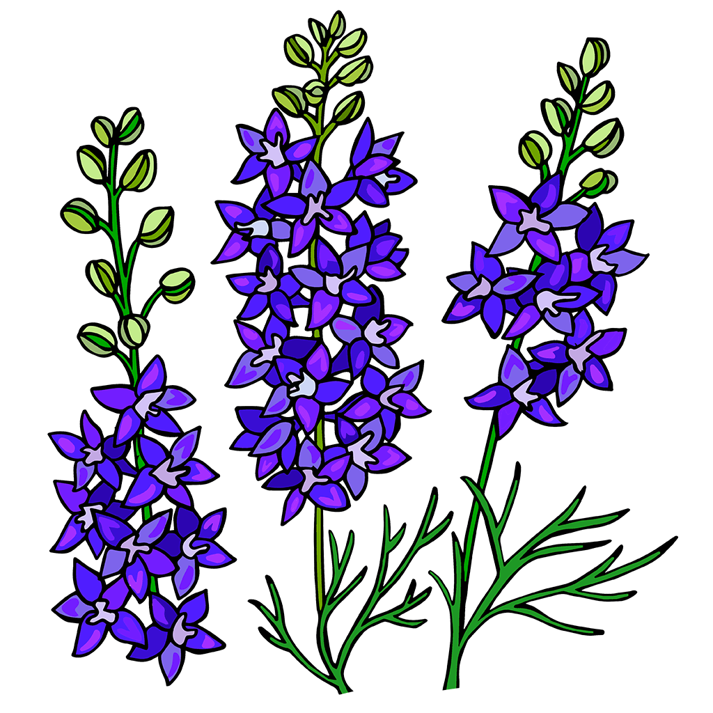 Larkspur