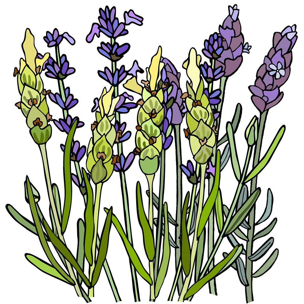 Lavender