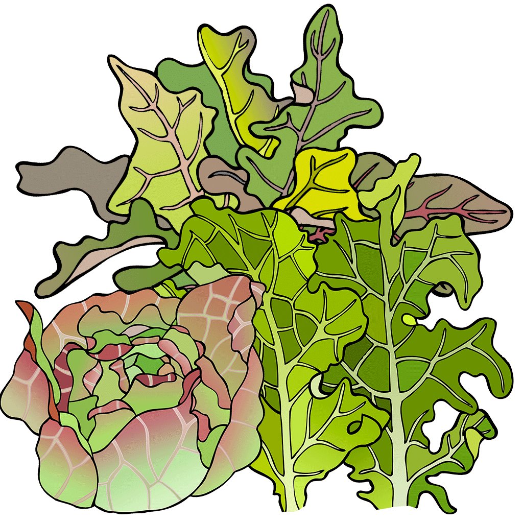 Lettuce