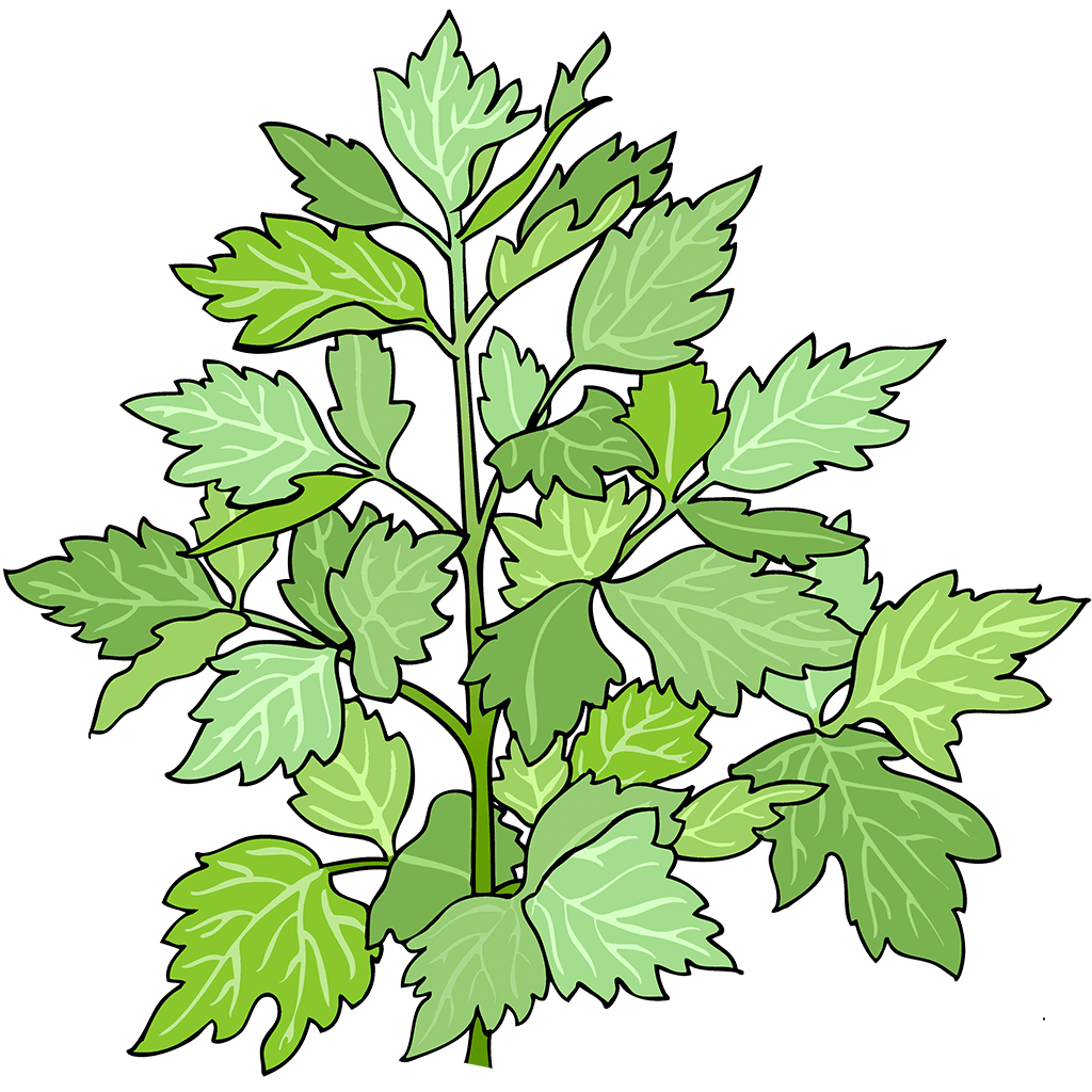 Lovage