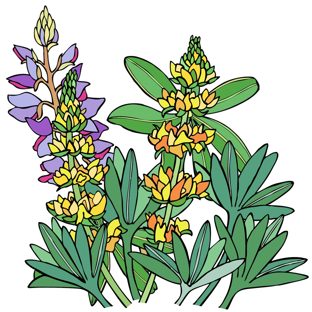 Lupine