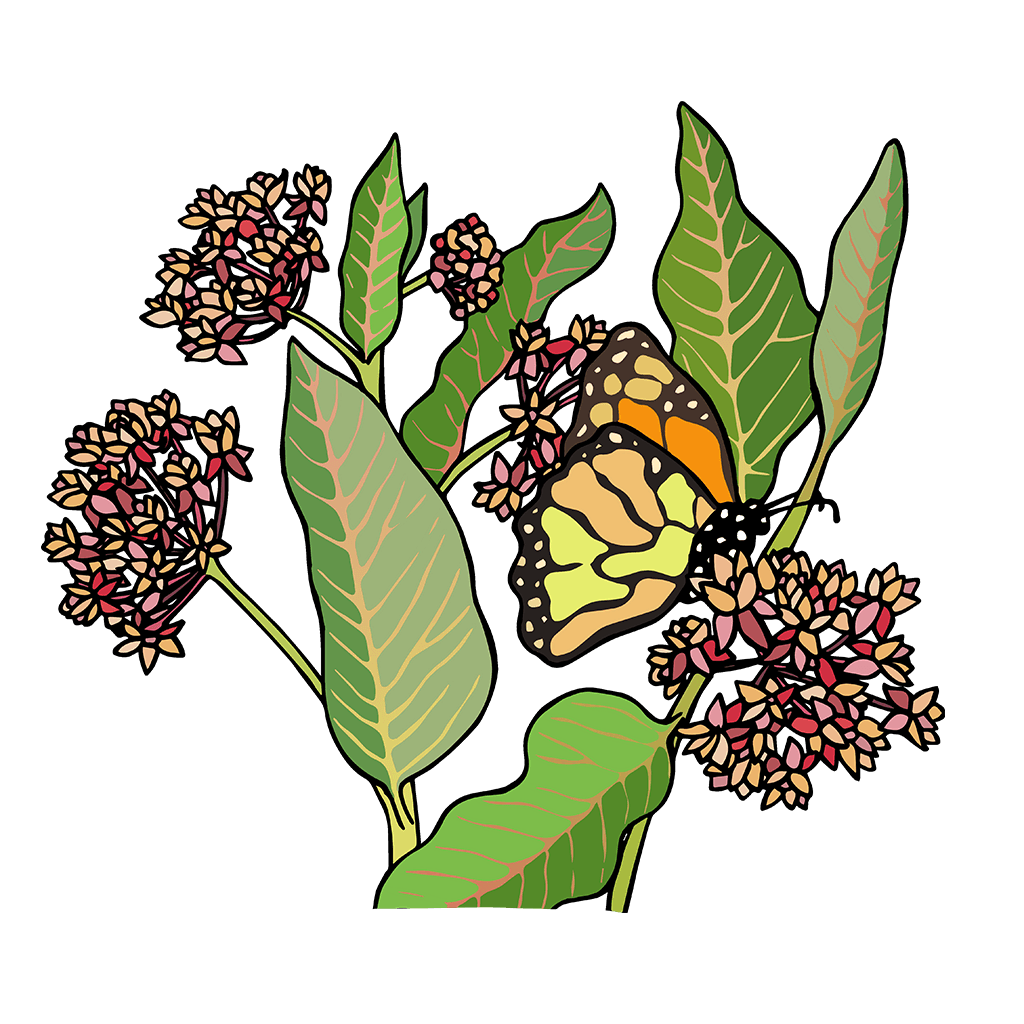 Milkweed