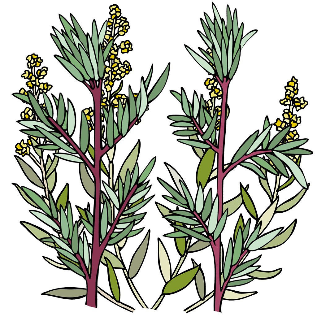 Mugwort