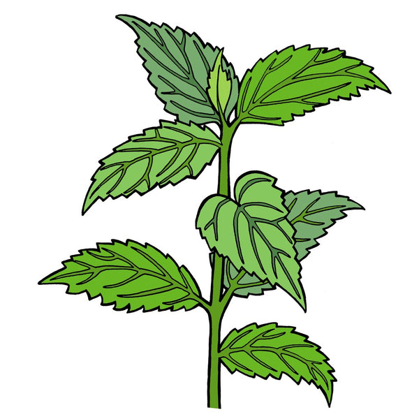 Certified Organic Stinging Nettle Seeds: Non-GMO Heirloom Varieties ...