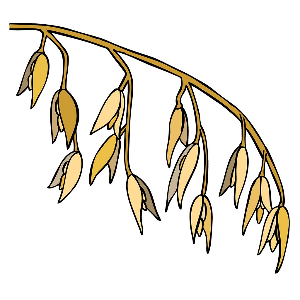 Oats